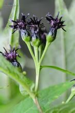 耳葉風毛菊 耳葉風毛菊