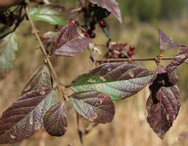 粵贛莢蒾 粵贛莢蒾