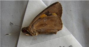 黃斑蕉弄蝶 黃斑蕉弄蝶