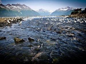 阿拉斯加州瓦爾迪茲港水域中洄游的鮭魚群