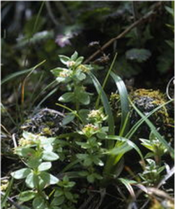 南湖大山豬殃殃 南湖大山豬殃殃