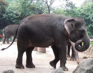 蘇門答臘象