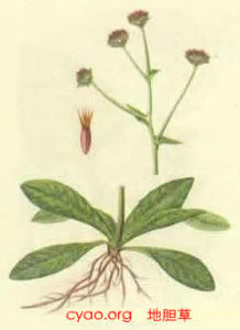 龍膽瀉肝湯合四逆散方 龍膽瀉肝湯合四逆散方