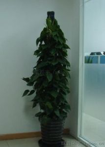 心葉蔓綠絨 心葉蔓綠絨