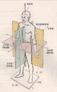 心尖四腔切面 心尖四腔切面