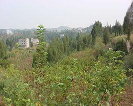 村子坡村 村子坡村