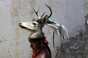 墨西哥鹿 墨西哥鹿