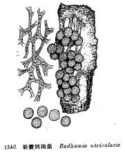 彩囊鈣孢菌 彩囊鈣孢菌