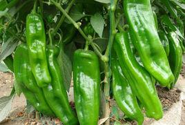 彭陽辣椒 彭陽辣椒