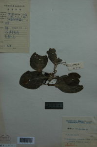 桂粵唇柱苣苔 桂粵唇柱苣苔