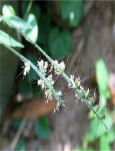 小葉求米草(變種) 小葉求米草(變種)