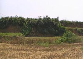 觀音之鄉 觀音之鄉