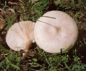 短柄[金+舌]囊蘑