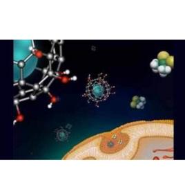 細胞生長 細胞生長