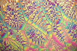 癌細胞[變異的細胞]