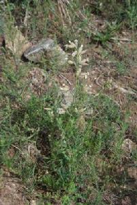 山螞蚱草（原變種）