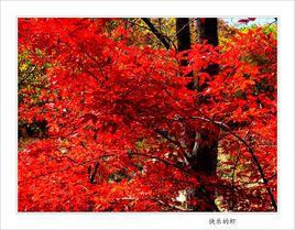 蛟河紅葉谷 蛟河紅葉谷