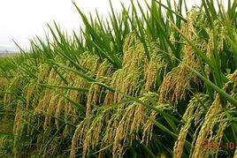 廣優1186 廣優1186