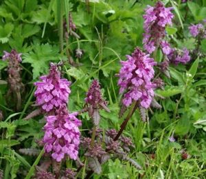 緣毛季川馬先蒿 緣毛季川馬先蒿