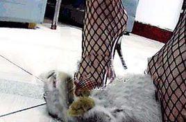 北大虐貓狂 北大虐貓狂