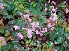 巨齒唐松草 巨齒唐松草