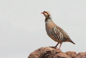 石雞準噶爾亞種