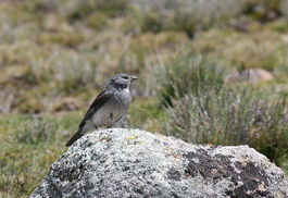 白喉嶺雀鵐 白喉嶺雀鵐
