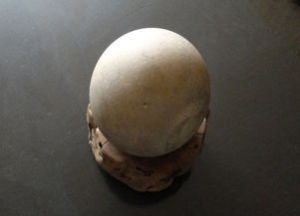 安氏鴕鳥蛋化石 安氏鴕鳥蛋化石