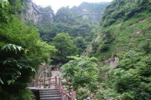 大明山青岡 大明山青岡