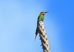 馬島蜂虎 馬島蜂虎