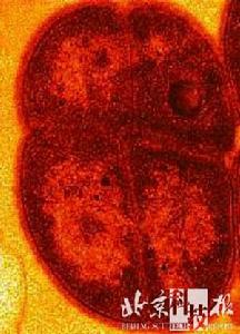 科學家揭秘8種動物超能力