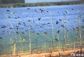 白洋淀千里堤 白洋淀千里堤