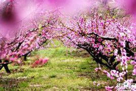 屈家嶺桃花風情園 屈家嶺桃花風情園