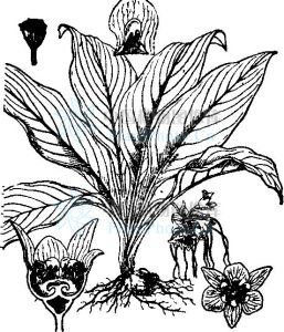 裂果薯屬 裂果薯屬