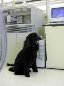 文特爾的“影子”