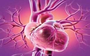 心肌硬化 心肌硬化