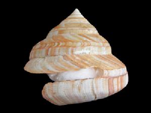 非洲翁戎螺 非洲翁戎螺