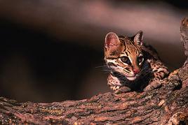 瀕危物種[珍貴稀有的野生動植物]