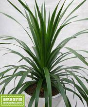 翠蘭[龍血樹屬的植物]