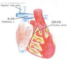 肺動脈發育不全