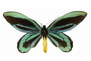 大鳥翼蝶 大鳥翼蝶