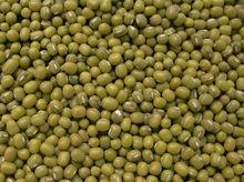 專營出口批發銷售-小明綠豆