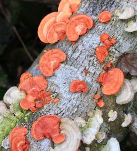 血紅栓菌 血紅栓菌