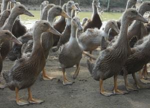 湖北隆興湖蛋鴨養殖有限公司