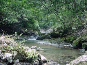 重慶萬盛黑山谷生態旅遊區 重慶萬盛黑山谷生態旅遊區