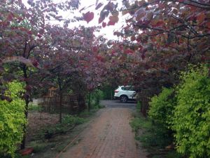 紫葉加拿大紫荊