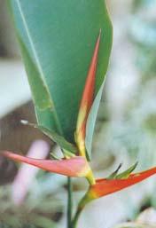 紅苞蠍尾蕉 紅苞蠍尾蕉