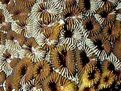 正菊石珊瑚