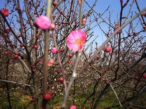 雪海銀針 雪海銀針