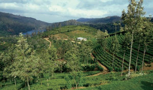 斯里蘭卡中部高地 斯里蘭卡中部高地